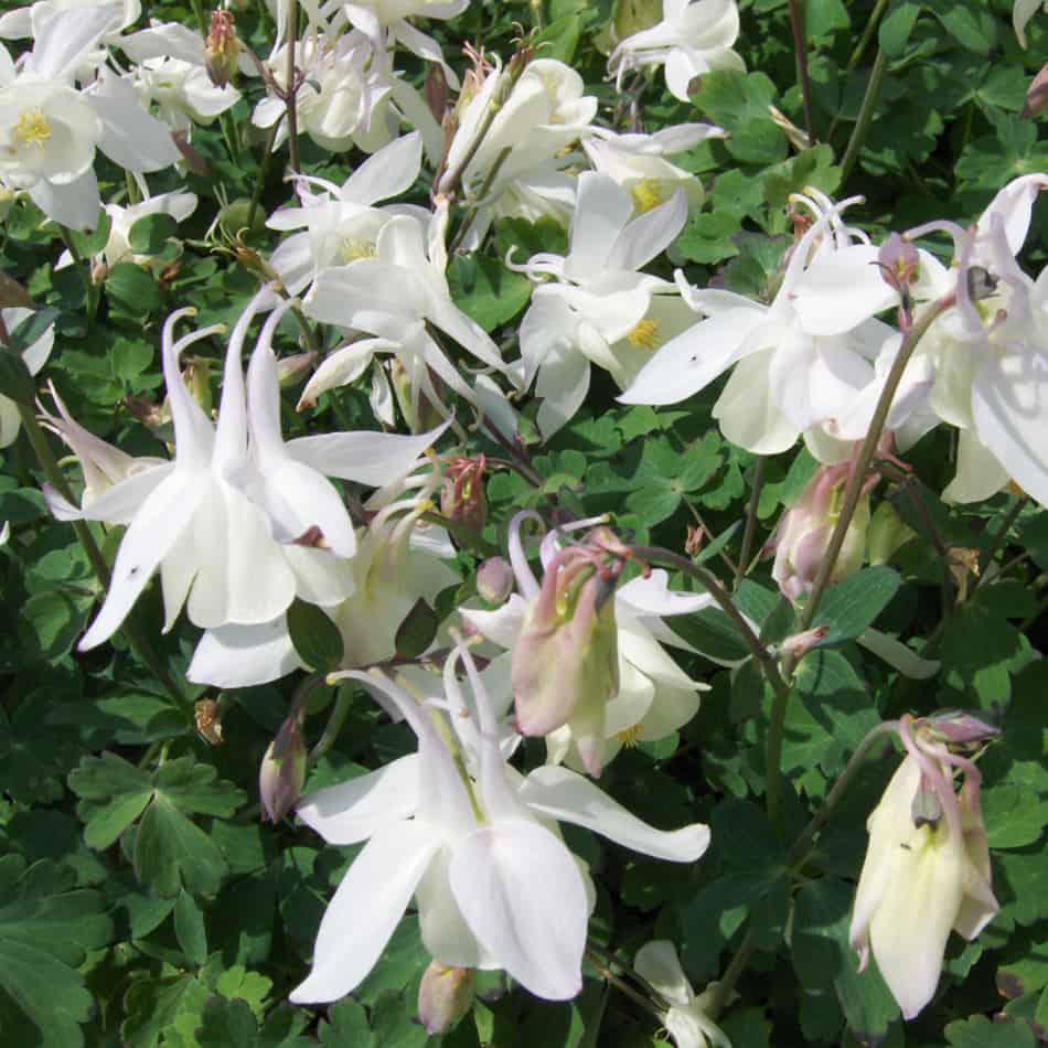 Harangláb (Aquilegia 'Spring Magic White')