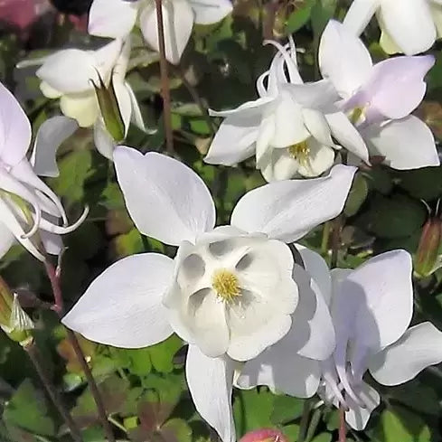 Harangláb (Aquilegia 'Spring Magic White')