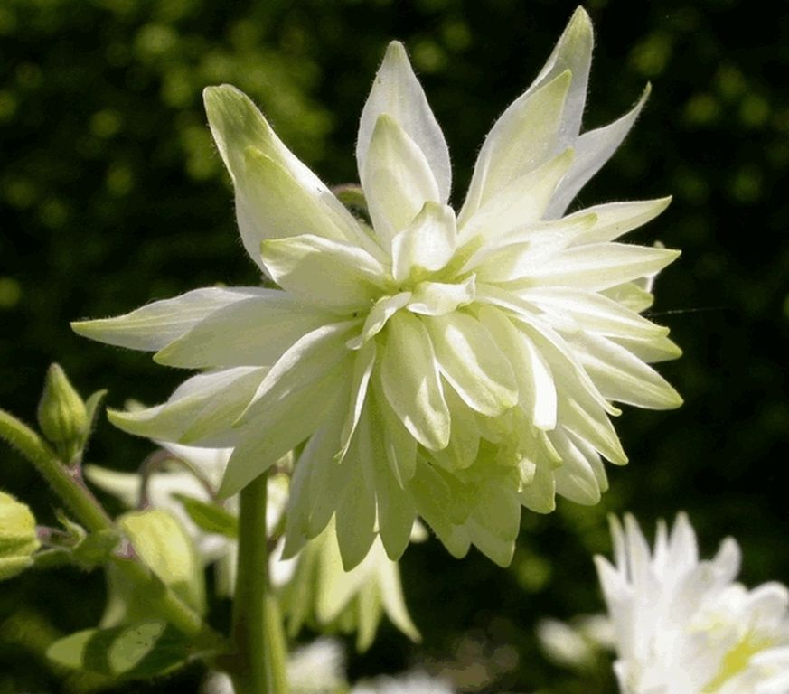 Kerti harangláb (Aquilegia vulgaris 'White Barlow')