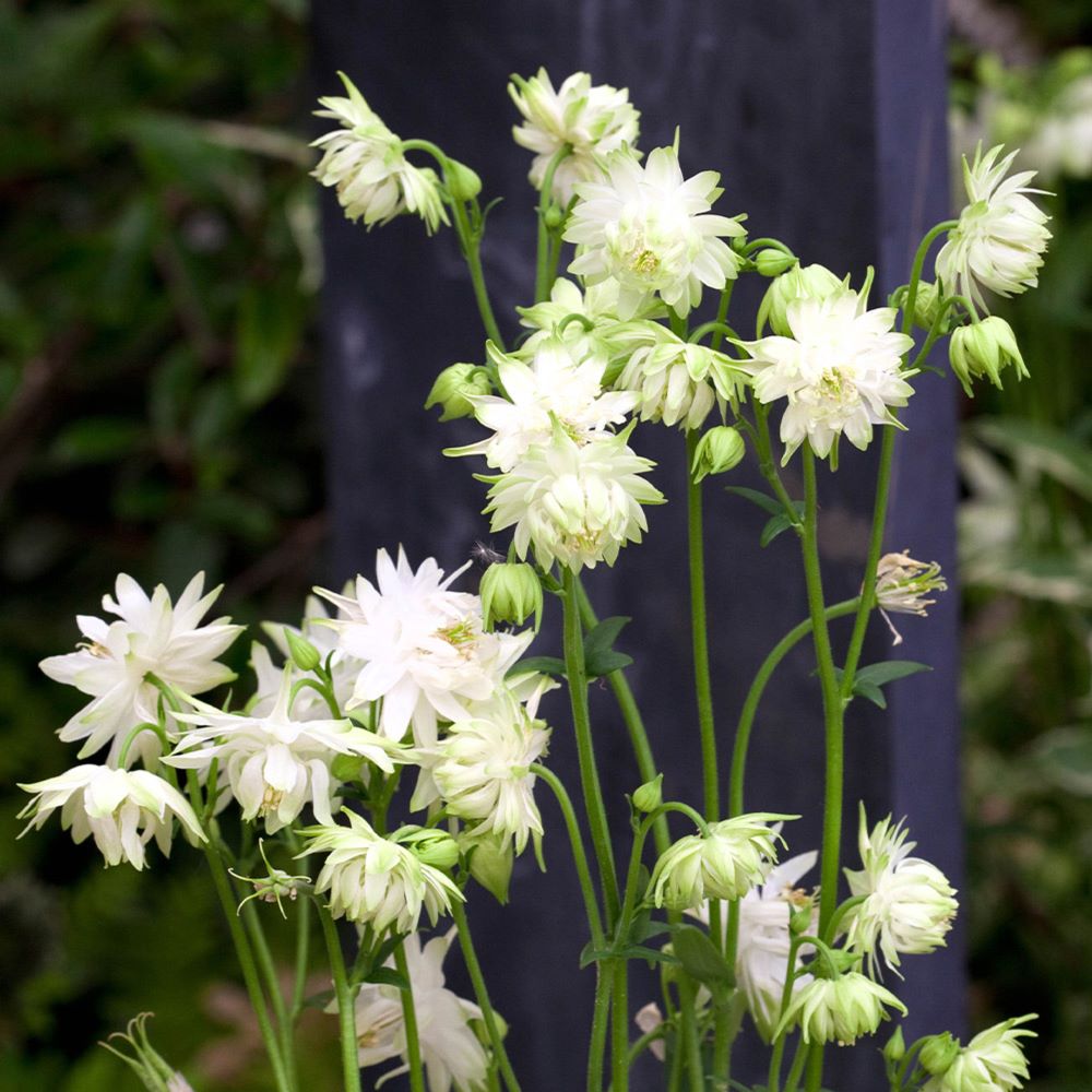 Kerti harangláb (Aquilegia vulgaris 'White Barlow')