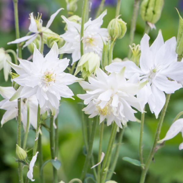Kerti harangláb (Aquilegia vulgaris 'White Barlow')
