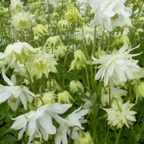 Kerti harangláb (Aquilegia vulgaris 'White Barlow')
