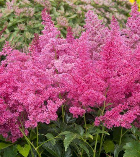 Kerti tollbuga (Astilbe 'Astary Rose')
