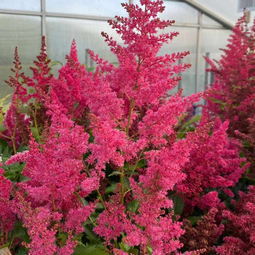 Kerti tollbuga (Astilbe 'Astary Rose')