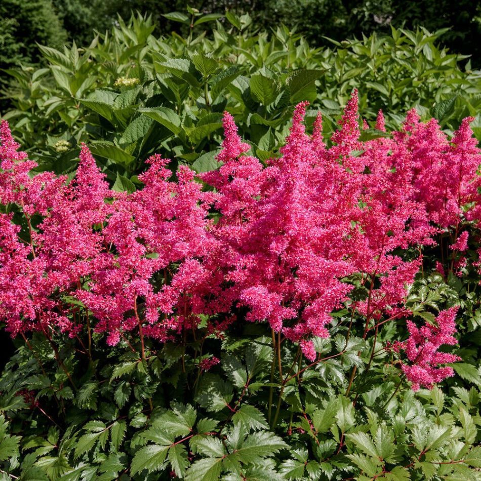 Kerti tollbuga (Astilbe 'Astary Rose')