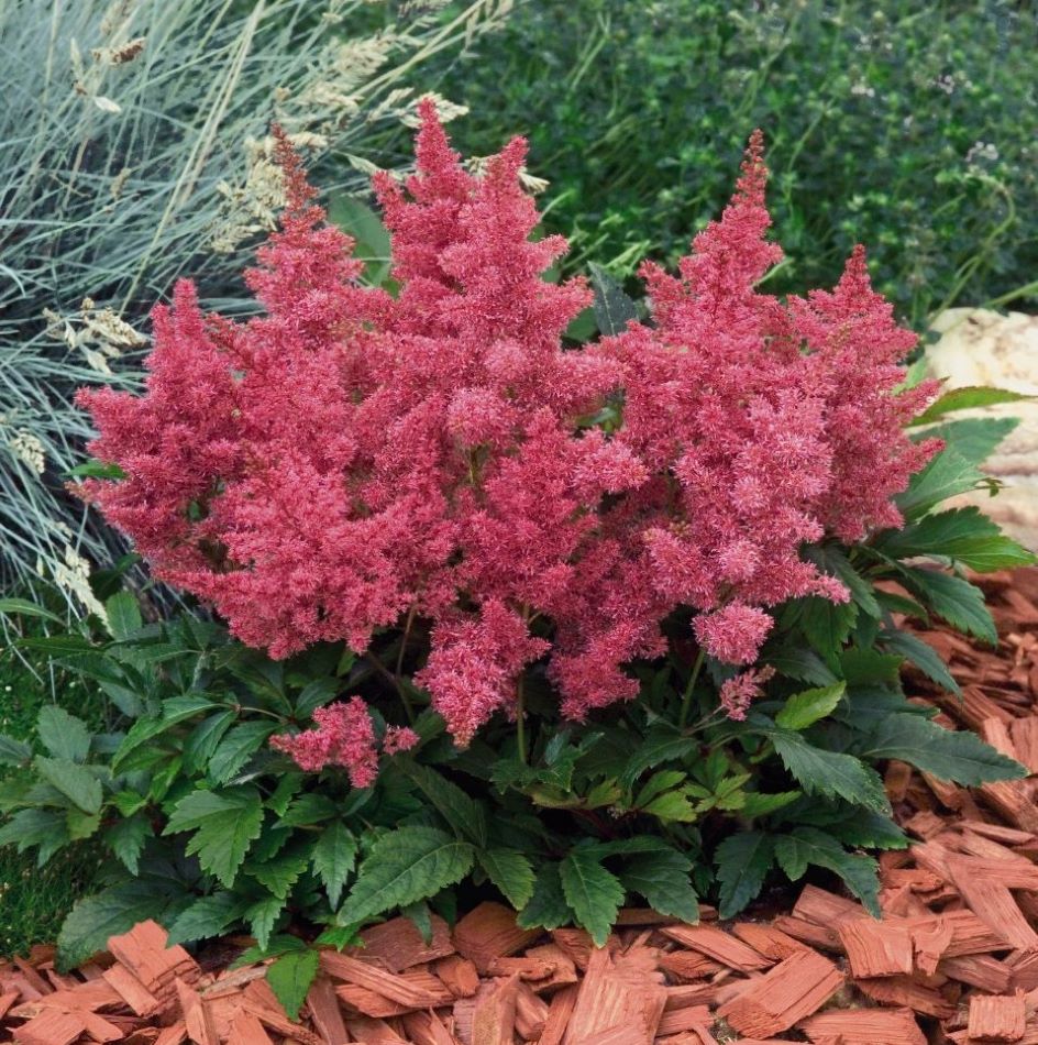 Kerti tollbuga (Astilbe 'Astary Rose')