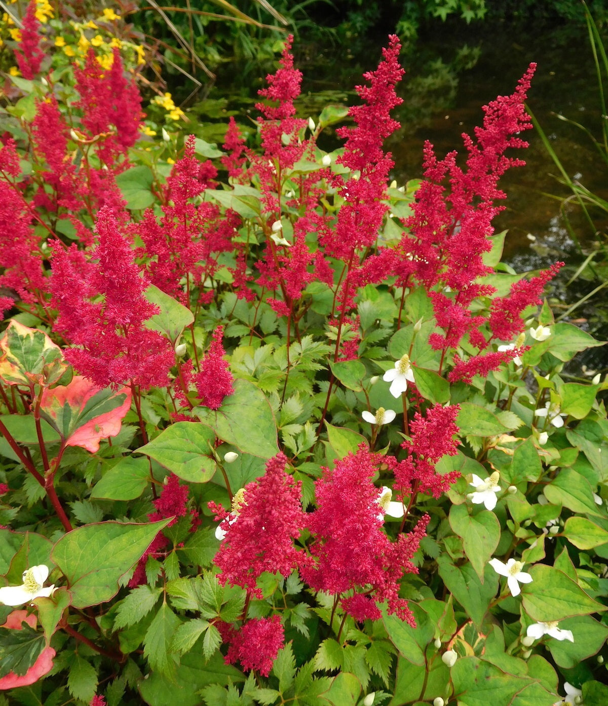 Kerti tollbuga (Astilbe 'Fanal')