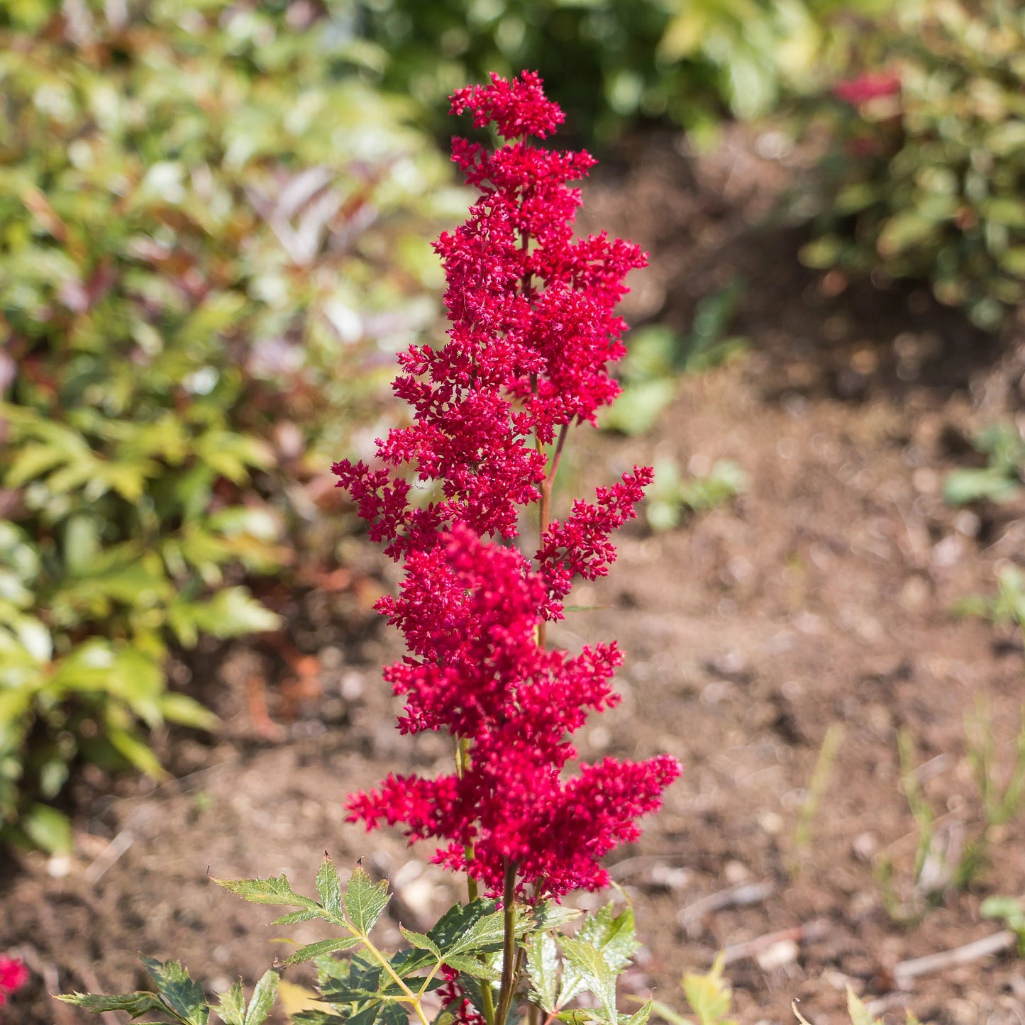 Kerti tollbuga (Astilbe 'Fanal')