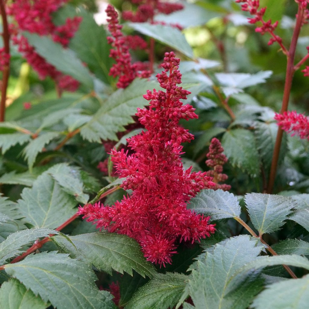 Kerti tollbuga (Astilbe 'Fanal')