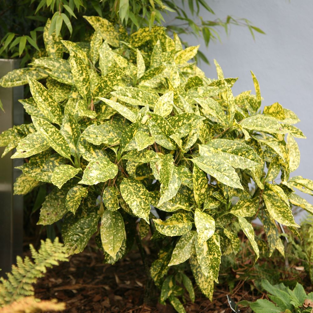 Babérsom (Aucuba japonica 'Crotonifolia')