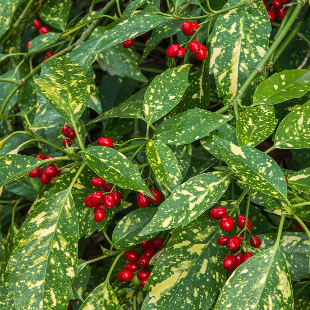 Babérsom (Aucuba japonica 'Crotonifolia')
