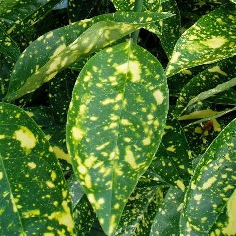 Babérsom (Aucuba japonica 'Crotonifolia')