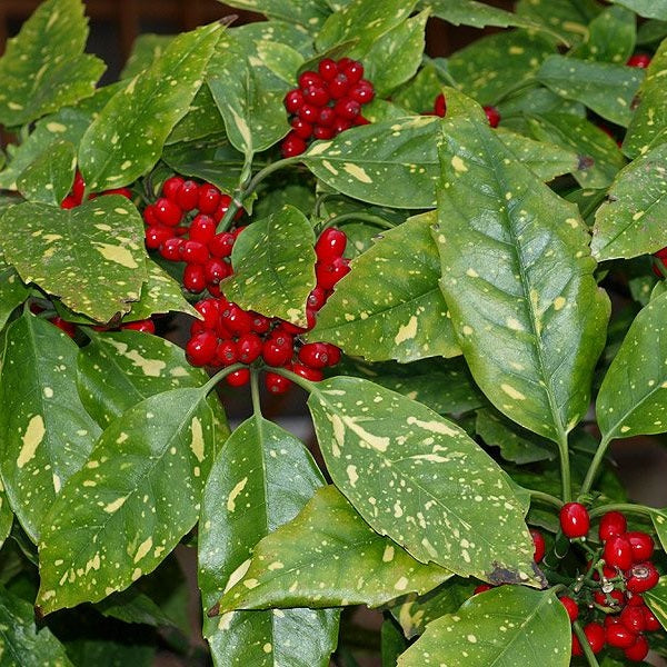 Babérsom (Aucuba japonica 'Crotonifolia')