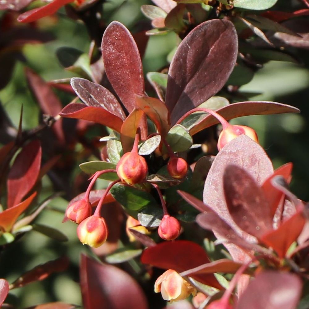 Japán vérborbolya (Berberis thunbergii 'Atropurpurea Nana')