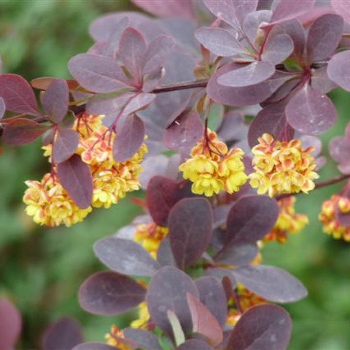 Japán vérborbolya (Berberis thunbergii 'Atropurpurea Nana')