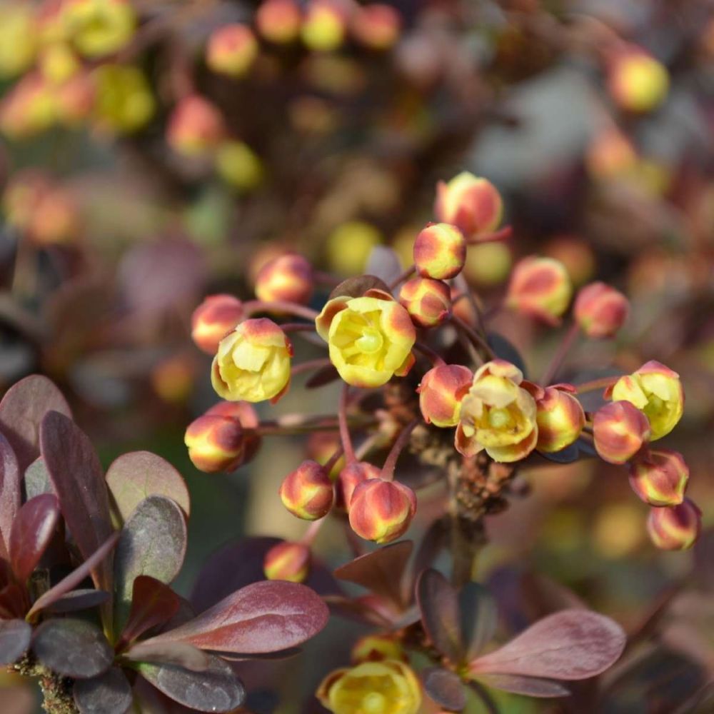 Japán vérborbolya (Berberis thunbergii 'Atropurpurea Nana')