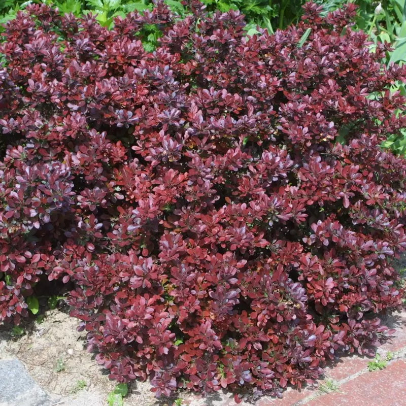 Japán vérborbolya (Berberis thunbergii 'Atropurpurea Nana')