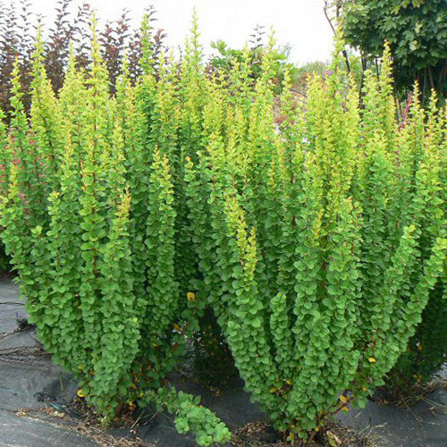 Japán borbolya (Berberis thunbergii 'Erecta')