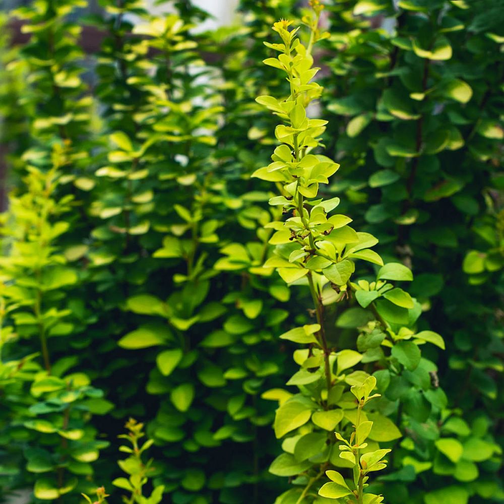 Japán borbolya (Berberis thunbergii 'Erecta')