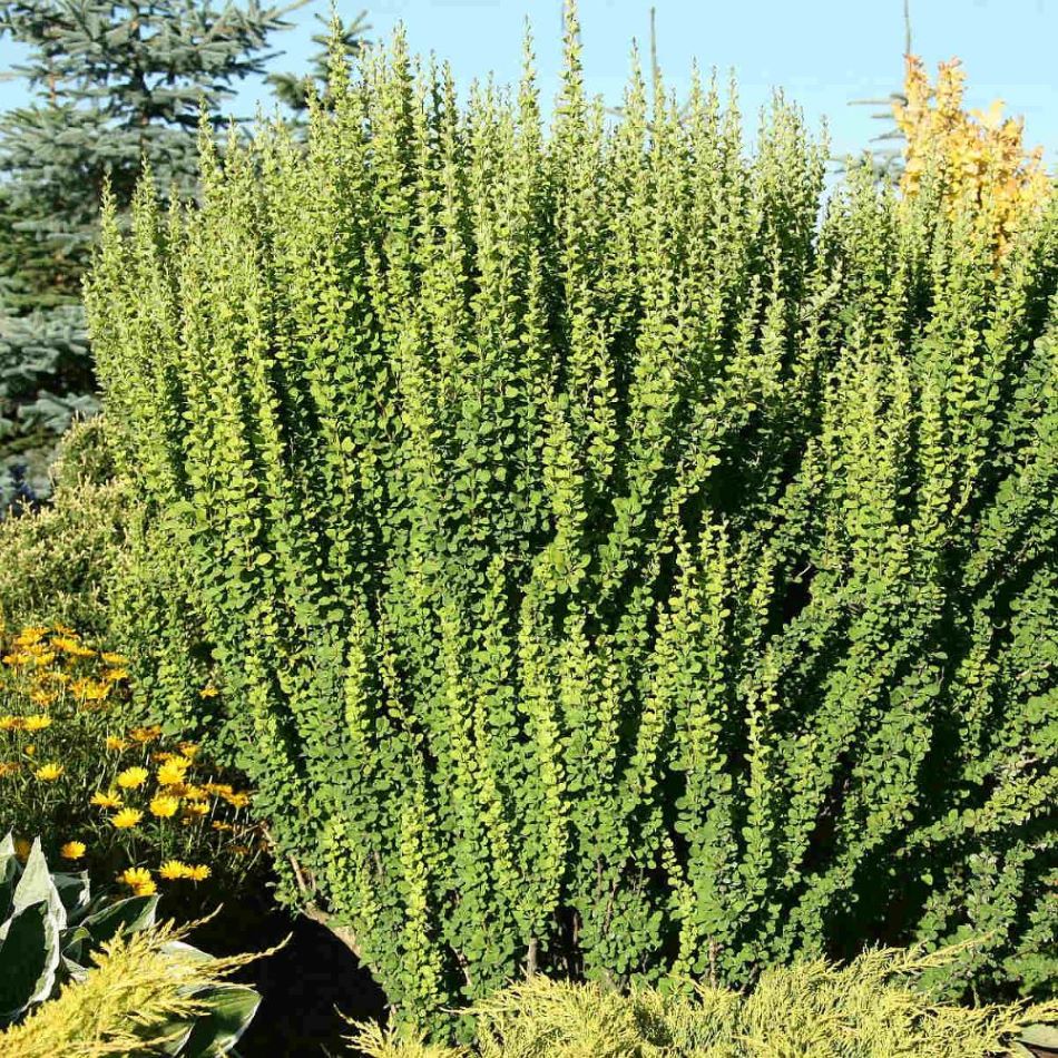 Japán borbolya (Berberis thunbergii 'Erecta')