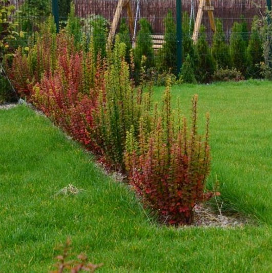 Japán borbolya (Berberis thunbergii 'Erecta')
