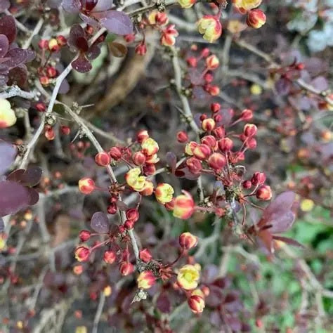 Japán borbolya (Berberis thunbergii 'Rose Glow')