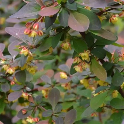 Japán borbolya (Berberis thunbergii 'Rose Glow')