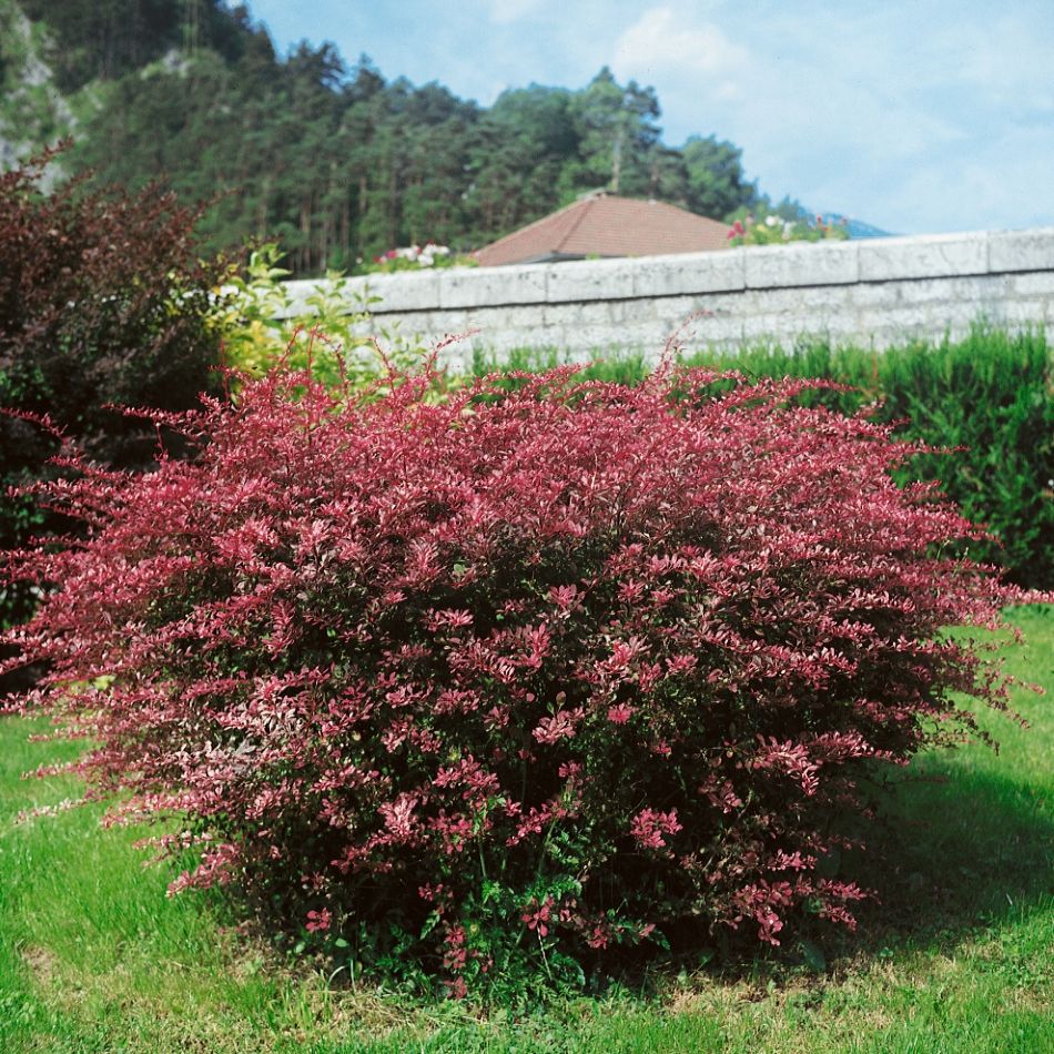 Japán borbolya (Berberis thunbergii 'Rose Glow')