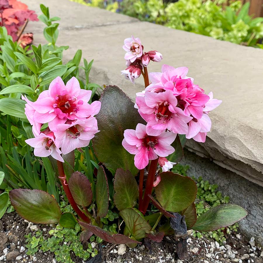 Bőrlevél (Bergenia 'Sakura')