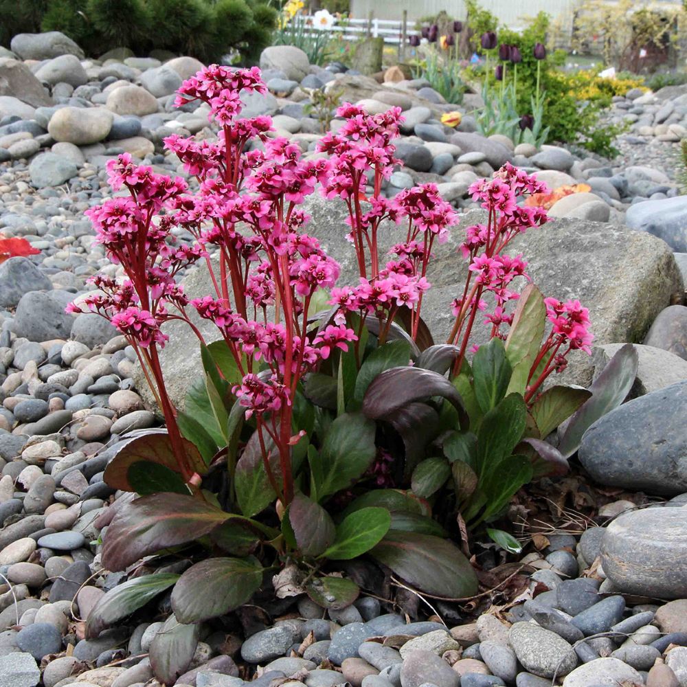 Bőrlevél (Bergenia 'Sakura')