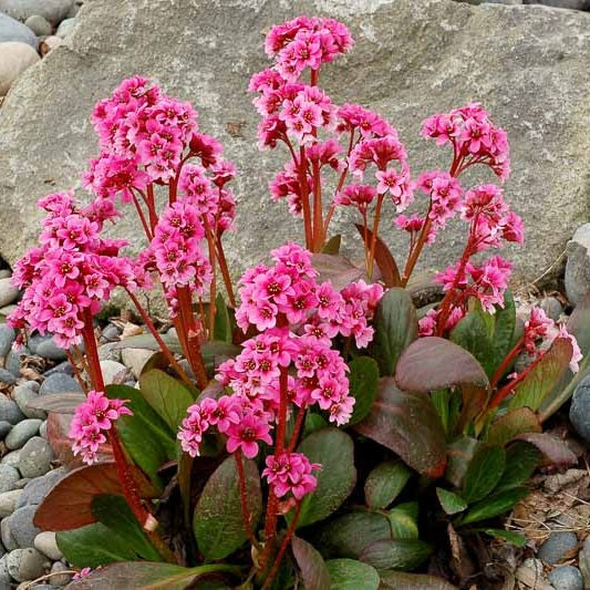 Bőrlevél (Bergenia 'Sakura')