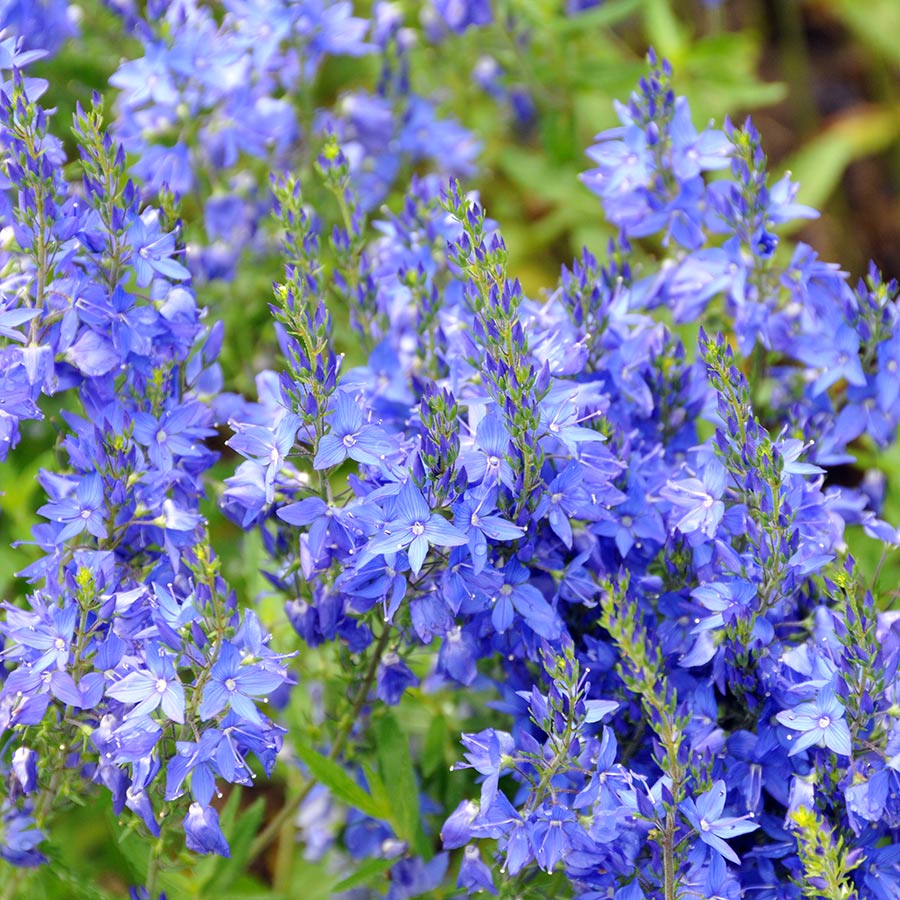Gamandor veronika (Veronica teucrium 'Azurit')