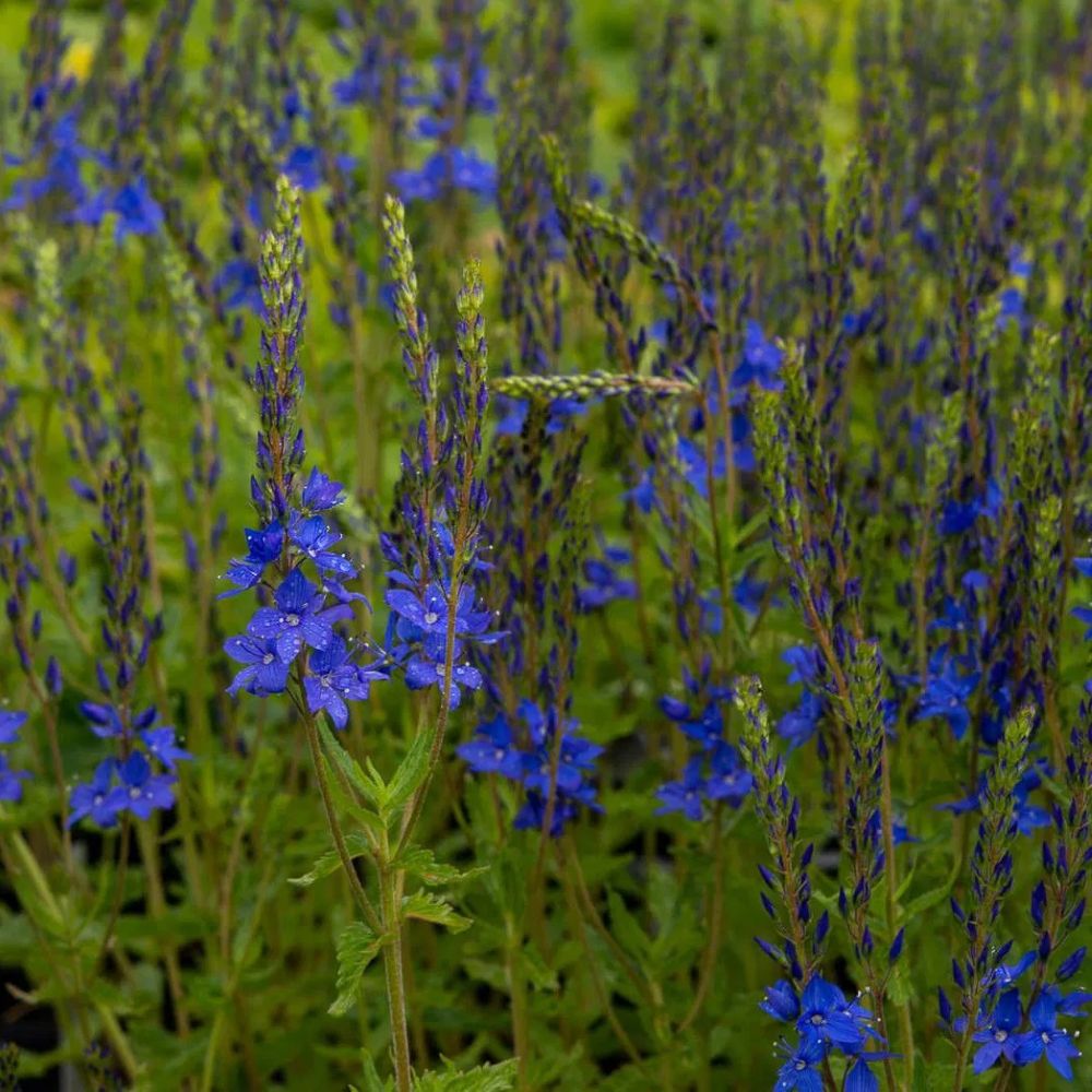 Gamandor veronika (Veronica teucrium 'Azurit')