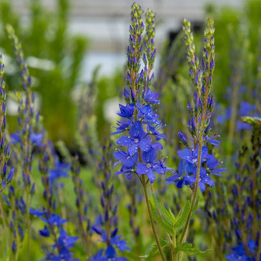 Gamandor veronika (Veronica teucrium 'Azurit')