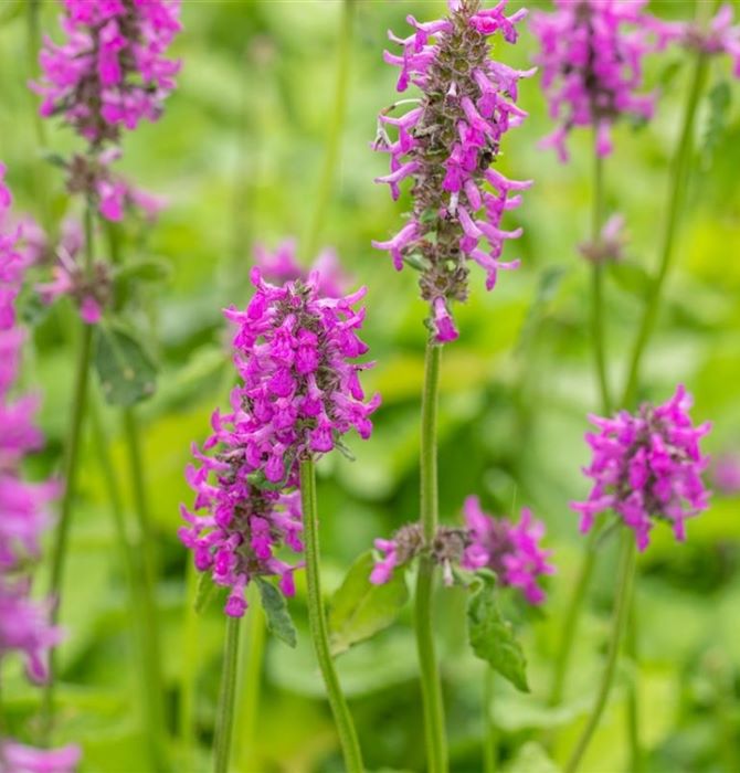 Nagyvirágú tisztesfű (Betonica hirsuta 'Hummelo' (syn.: Stachys monieri))