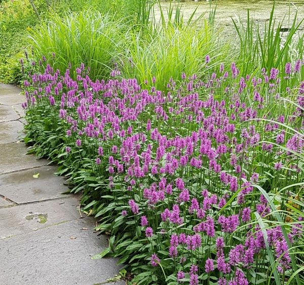 Nagyvirágú tisztesfű (Betonica hirsuta 'Hummelo' (syn.: Stachys monieri))