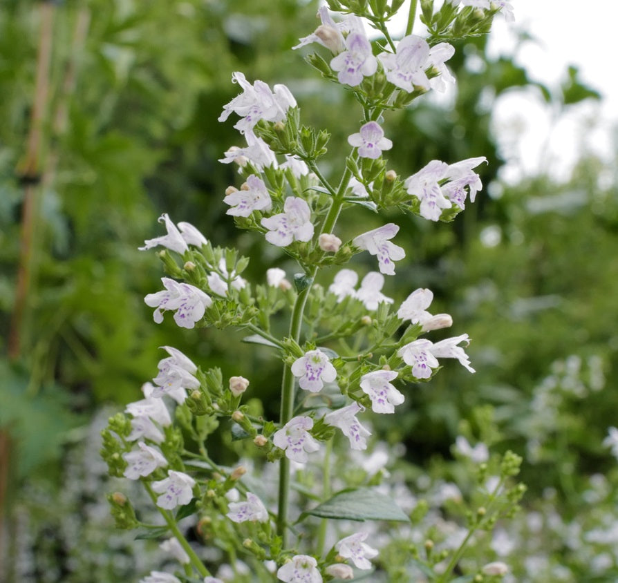 Mirigyes pereszlén (Calamintha nepeta ssp. Nepeta)