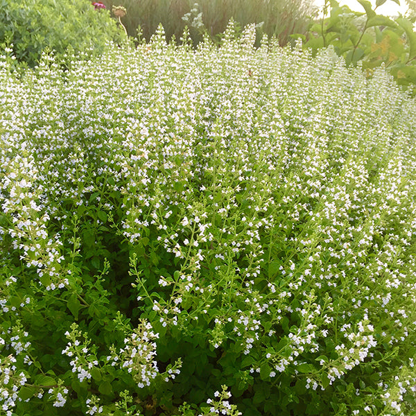 Mirigyes pereszlén (Calamintha nepeta ssp. Nepeta)