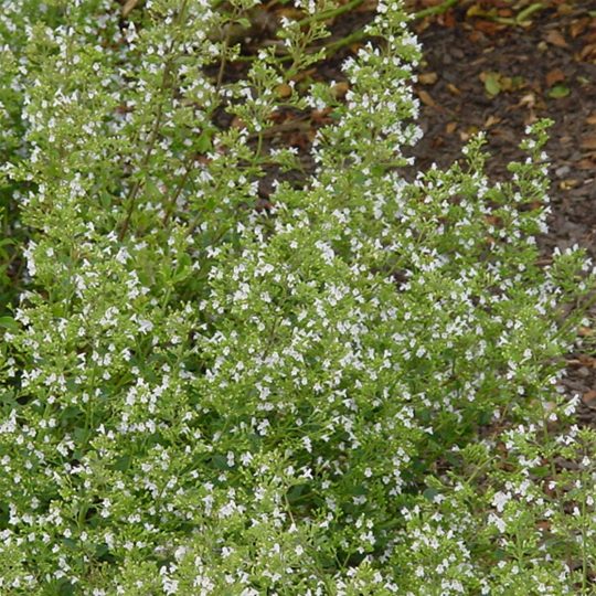 Mirigyes pereszlén (Calamintha nepeta ssp. Nepeta)