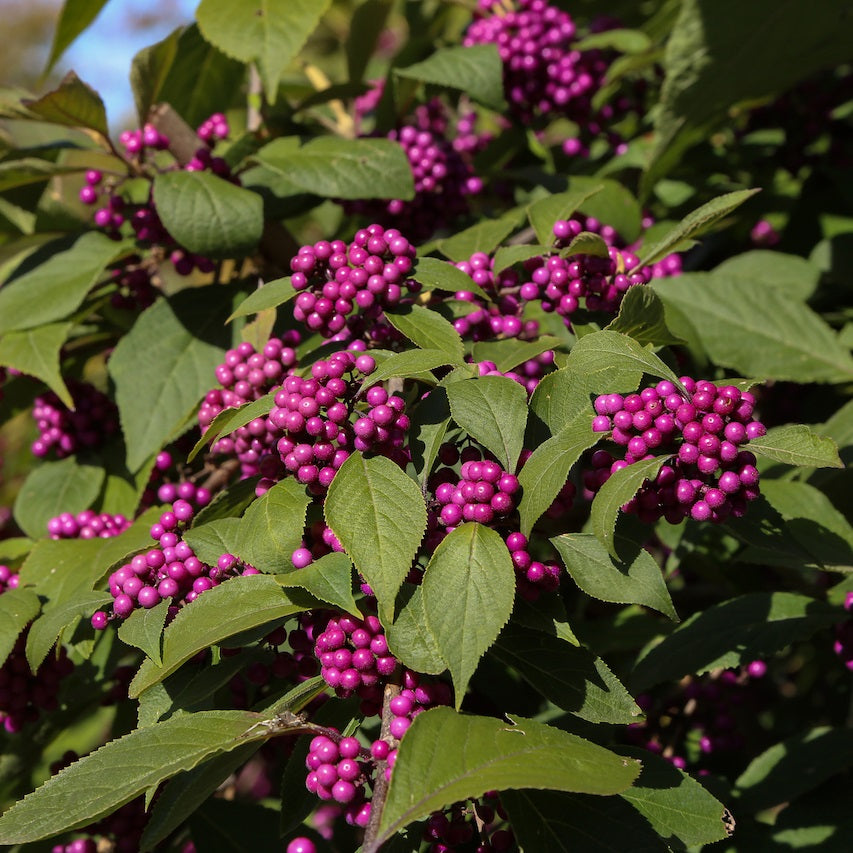 Kínai lilabogyó (Callicarpa bodinieri 'Profusion')
