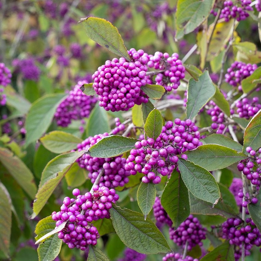 Kínai lilabogyó (Callicarpa bodinieri 'Profusion')