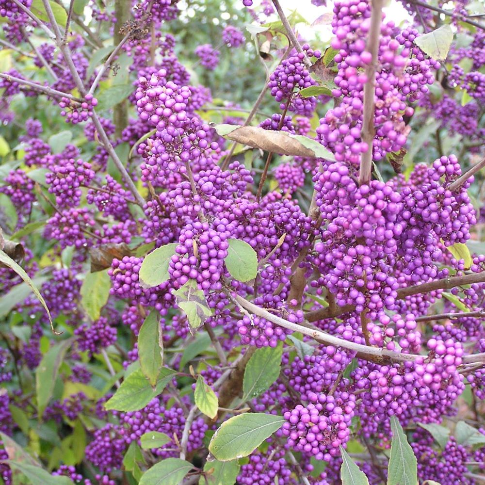 Kínai lilabogyó (Callicarpa bodinieri 'Profusion')