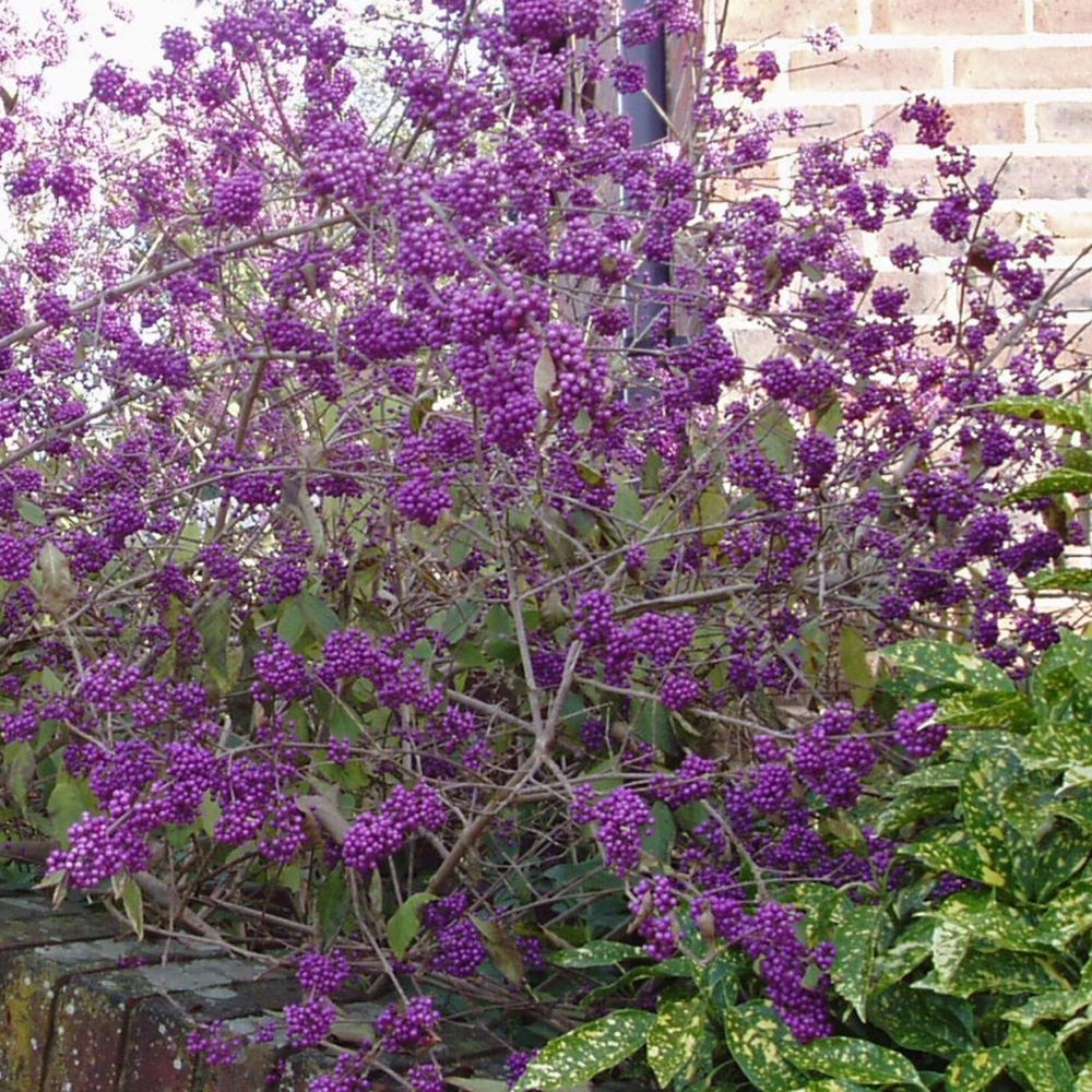 Kínai lilabogyó (Callicarpa bodinieri 'Profusion')
