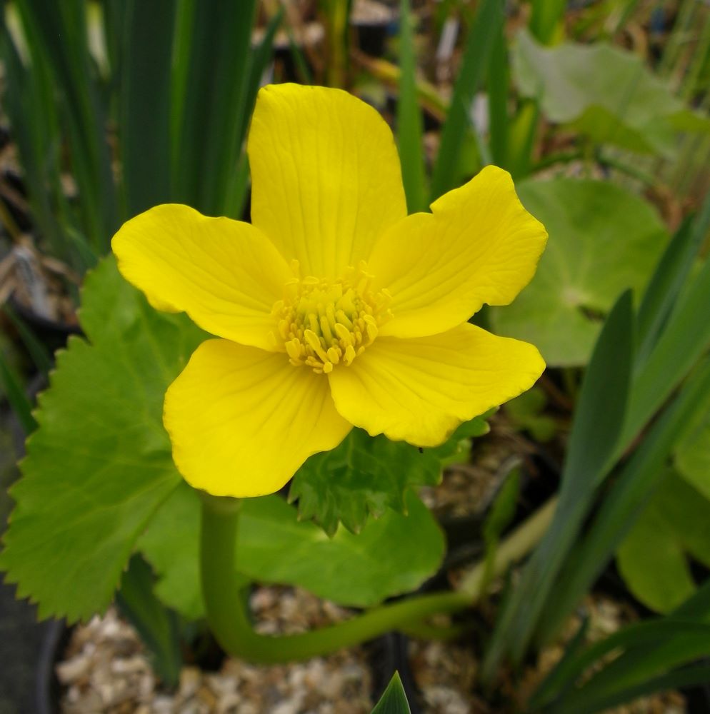 Mocsári gólyahír (Caltha palustris)