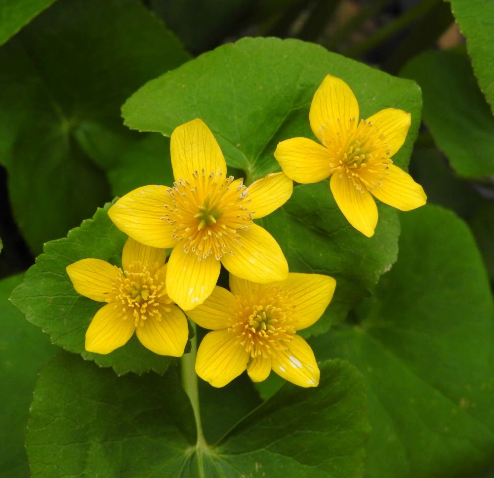 Mocsári gólyahír (Caltha palustris)