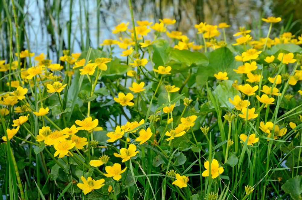 Mocsári gólyahír (Caltha palustris)