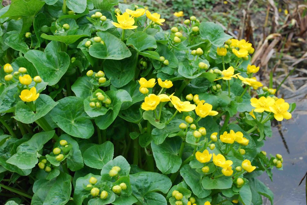 Mocsári gólyahír (Caltha palustris)