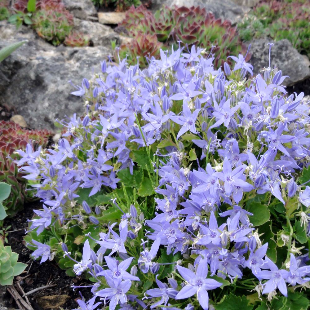 Garganói harangvirág (Campanula garganica)