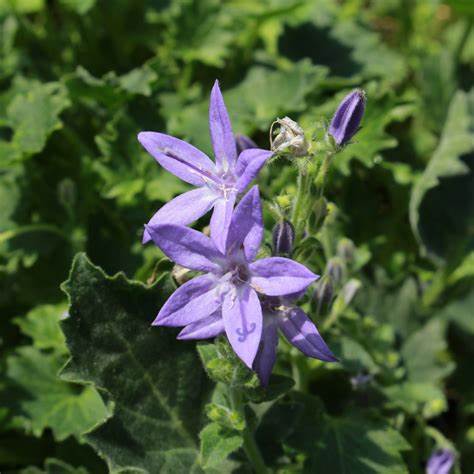 Garganói harangvirág (Campanula garganica)