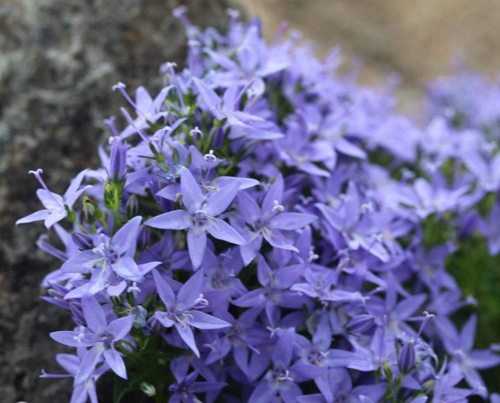 Garganói harangvirág (Campanula garganica)